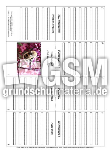 Faltbuch-Pinselkäfer.pdf
